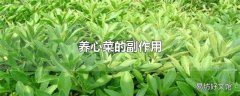 养心菜的副作用