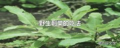 野生刺菜的吃法