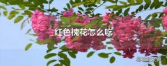 红色槐花怎么吃