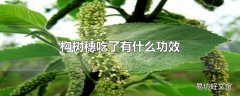 构树穗吃了有什么功效