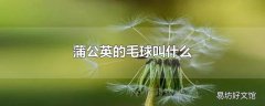 蒲公英的毛球叫什么