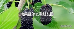 摘桑葚怎么发朋友圈