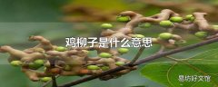 鸡柳子是什么意思