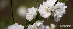 白樱花和梨花的区别