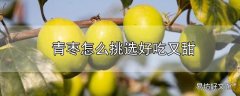 青枣怎么挑选好吃又甜