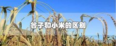 谷子和小米的区别