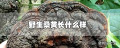 野生桑黄长什么样