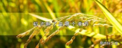 稻子熟了是哪个季节