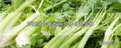 芹菜叶子能吃吗为什么都丢掉