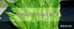 油麦菜发苦是怎么回事