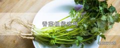 香菜根能吃吗