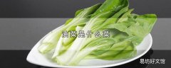 油菜是什么菜