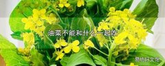 油菜不能和什么一起吃