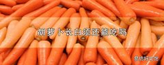 胡萝卜长白须还能吃吗