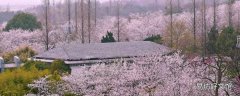 惠州樱花谷风景区在哪里