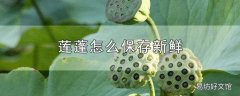 莲蓬怎么保存新鲜