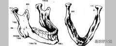 下颚在哪里
