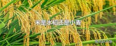 米是水稻还是小麦