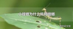 小螳螂为什么吃母螳螂