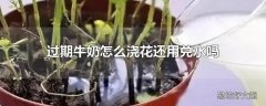 过期牛奶怎么浇花还用兑水吗