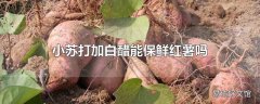 小苏打加白醋能保鲜红薯吗