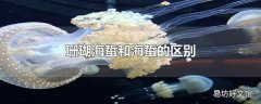 珊瑚海蜇和海蜇的区别