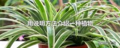 用说明方法介绍一种植物