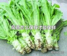 莴苣怎么保存才能保鲜 莴苣可放于冰箱冷藏区保鲜