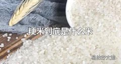 粳米到底是什么米 粳米要怎么挑选