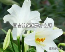 百合的花语是什么呀 百合花一般在哪些场合赠送