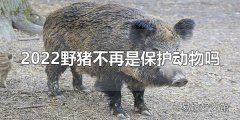 2022野猪不再是保护动物吗 野猪是二级保护动物