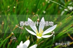 香草是什么植物 香草的相关介绍