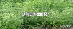 藜蒿是哪里的特产