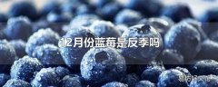 12月份蓝莓是反季吗