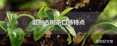 磨烈古树茶口感特点