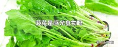 菠菜是感光食物吗