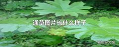 通草图片长什么样子