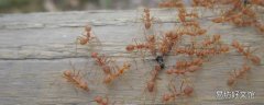 家里有小黄蚂蚁怎么办能除根