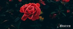 一朵玫瑰花代表什么意思 送女朋友十一朵玫瑰花代表什么意思