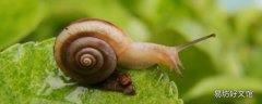 蜗牛没壳能活吗 蜗牛没壳能活吗有毒吗